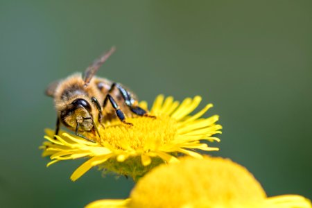 Honey Bee Bee Insect Pollen photo
