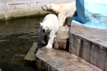 Polar Bear Fauna Bear Zoo
