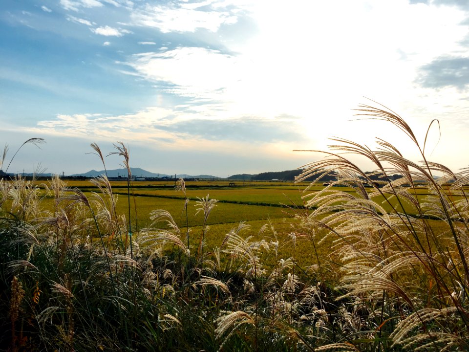 Sky Field Ecosystem Vegetation