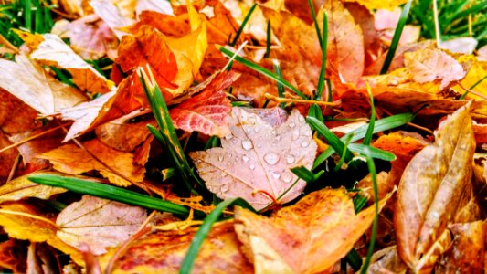 Leaf Dish Food Autumn