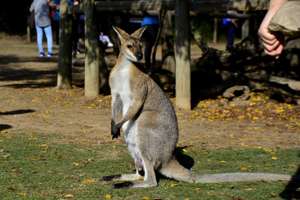 Kangaroo Macropodidae Mammal Fauna
