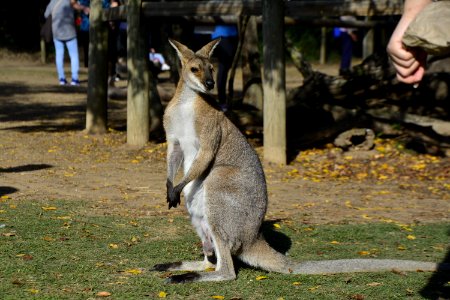 Kangaroo Macropodidae Mammal Fauna photo