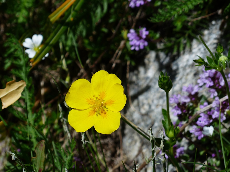 Bloom yellow alpine flower