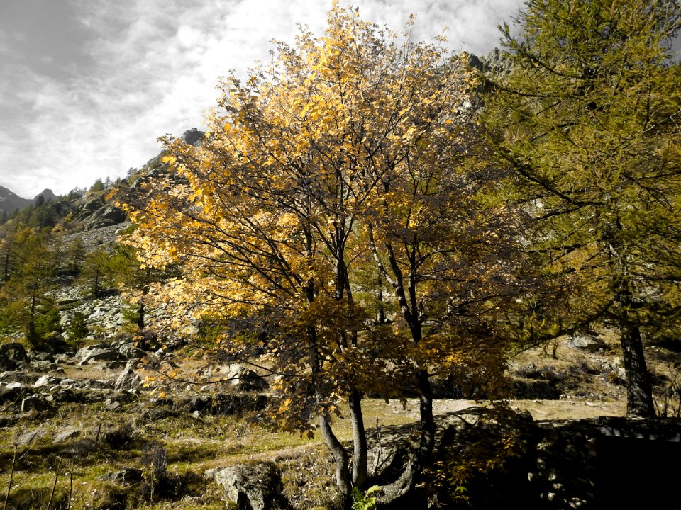 Tree Nature Woody Plant Vegetation