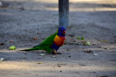 Bird Parrot Beak Fauna photo