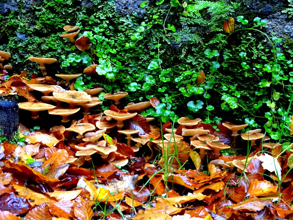 Leaf Plant Deciduous Autumn