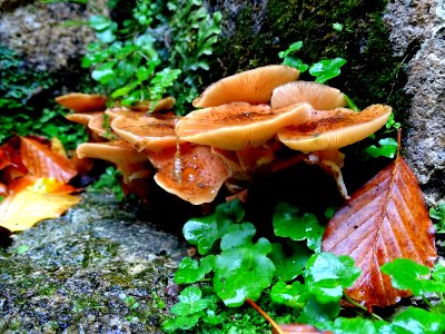 Fungus Mushroom Medicinal Mushroom Edible Mushroom photo