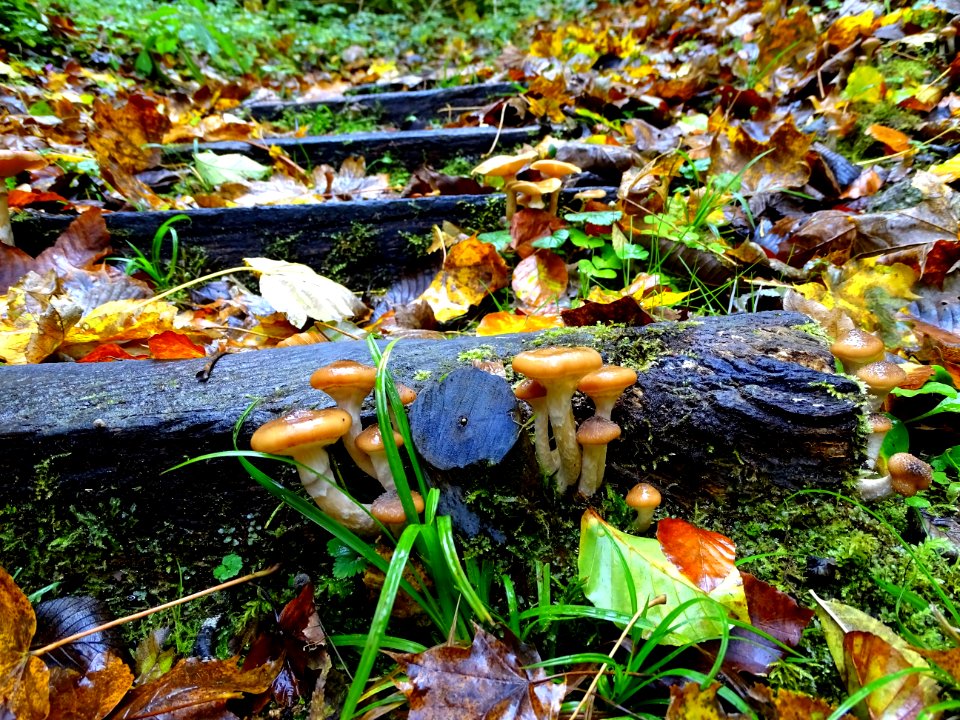 Leaf Fungus Autumn Mushroom photo