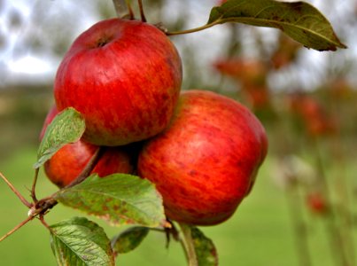 Apple Fruit Local Food Produce