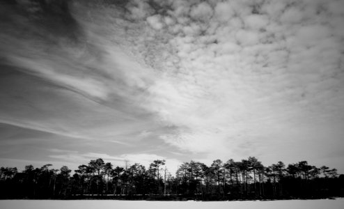 Grayscale Photo Of Trees