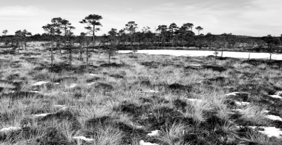 Grayscale Photo Of Grass Field