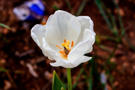 Close-Up Photography Of White Tulip photo