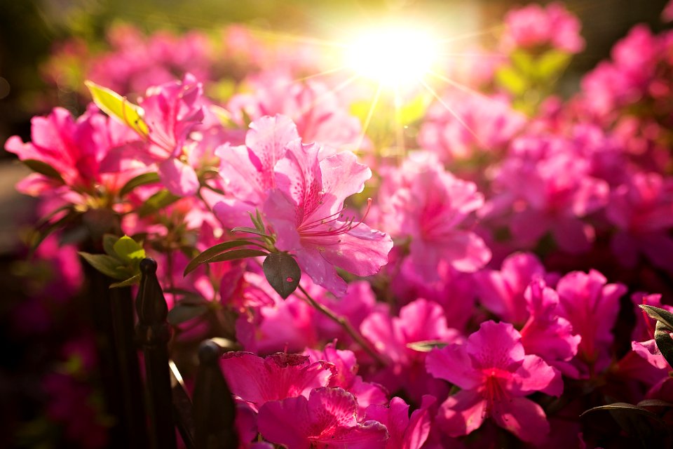 Close-Up Photography Of Pink Flowers photo