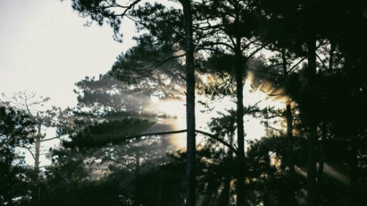 Photo Of Tress At Sunrise