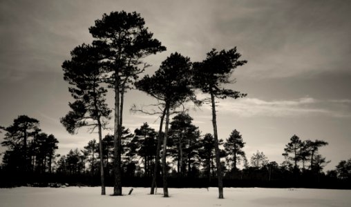 Grayscale Photography Of Trees photo