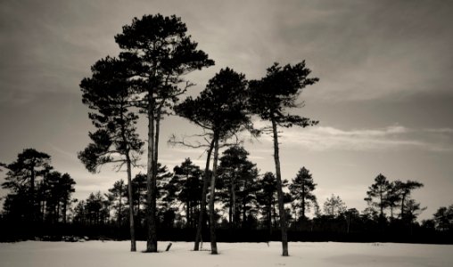 Grayscale Photography Of Trees