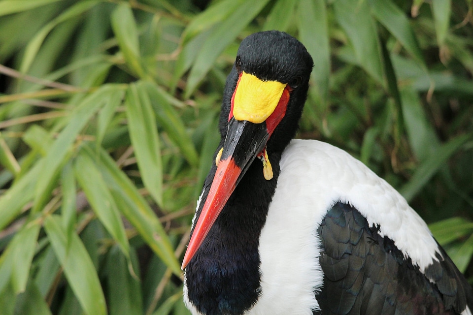 Bird storks birds