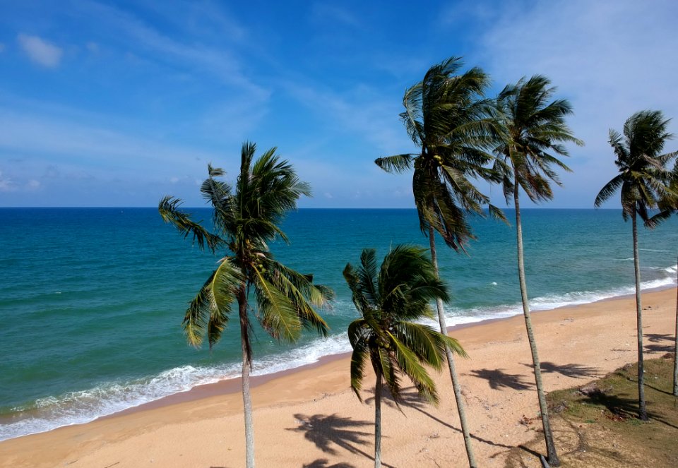 Photo Of Coconut Trees On Beach
