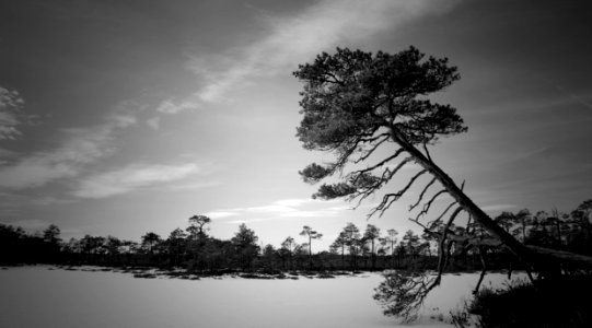 Grayscale Photo Of Trees Near Body Of Water photo