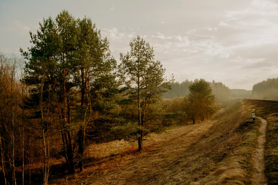Scenic View Of Trees