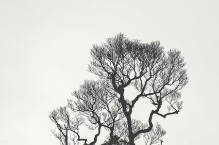 Monochrome Photography Of Bare Tree photo