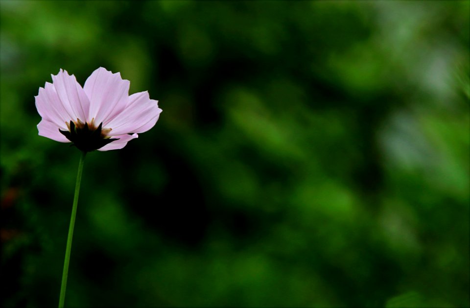 Close-up Photography Of Pink Cosmos Flower
