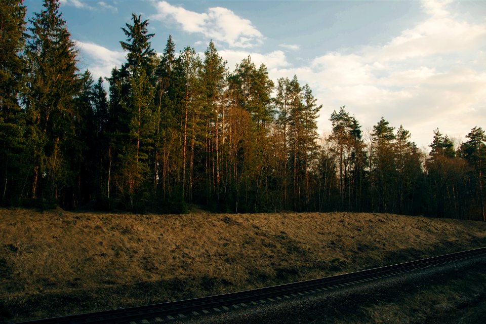 Photo Of Trees Near Railway
