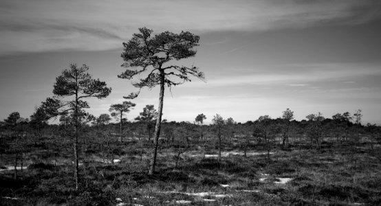 Grayscale Photo Of Trees photo