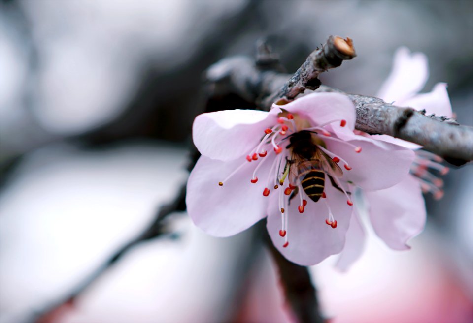 Selective Focus Photography Of White Petaled Flower