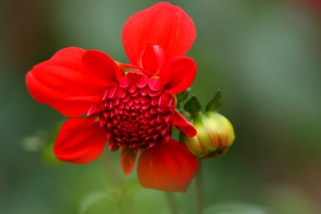 Selective Focus Photography Of Red Petaled Flower photo