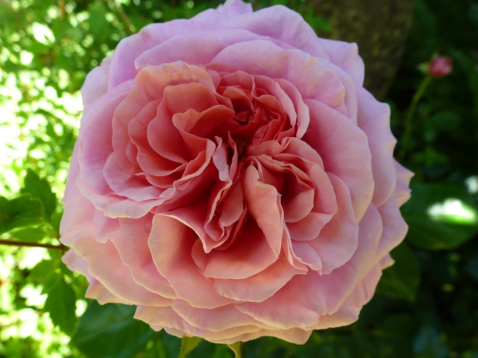 Plant natural blossom