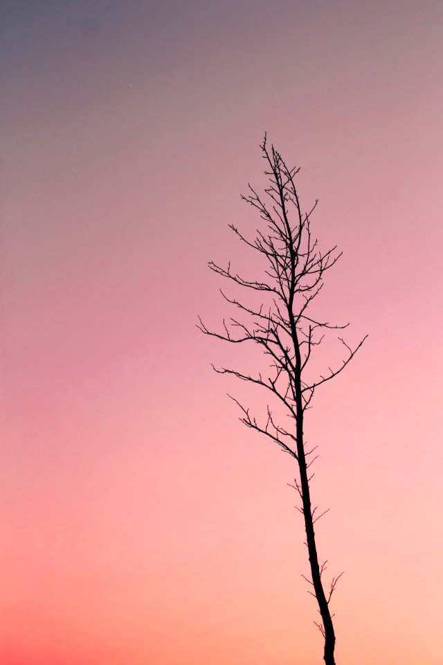Silhouette Photo Of Bare Tree