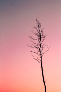 Silhouette Photo Of Bare Tree photo
