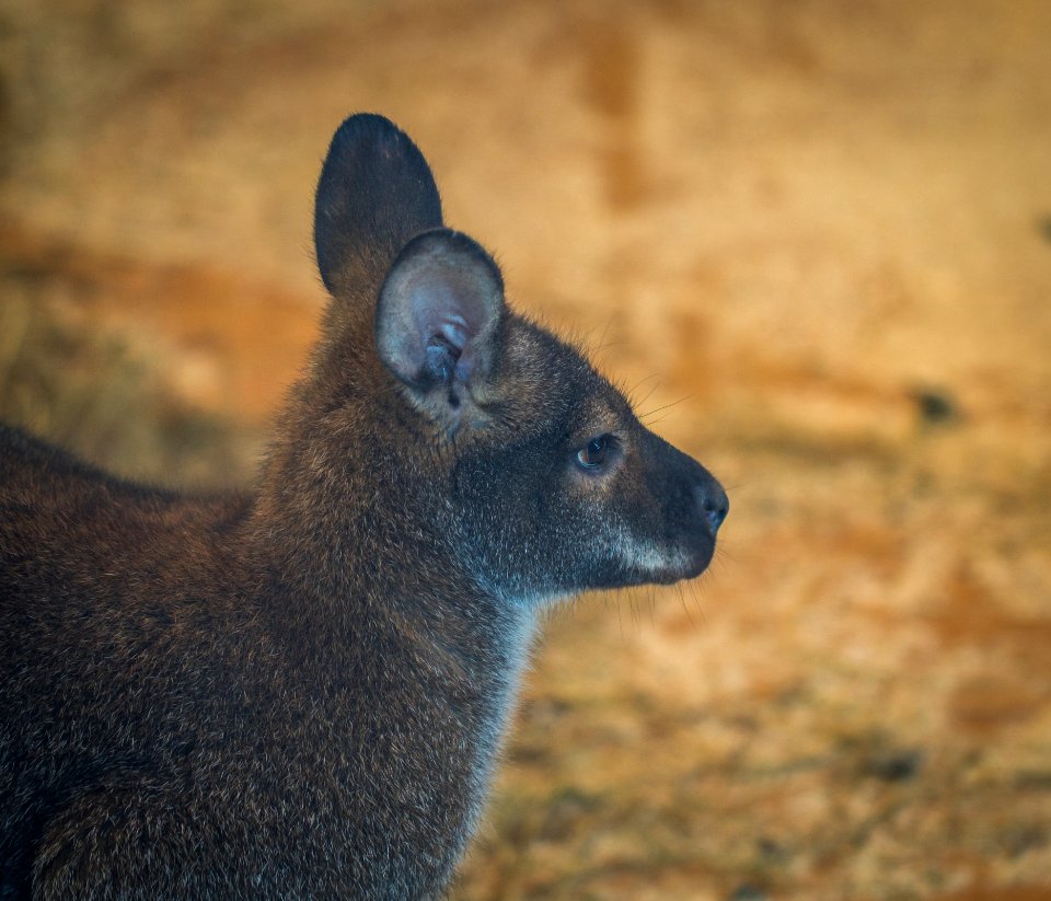 Selective Focus Photo Of Brown Mammal photo