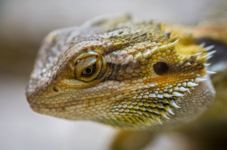 Close-Up Photography Of Central Bearded Dragon photo