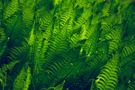 Close-Up Photography Of Fern
