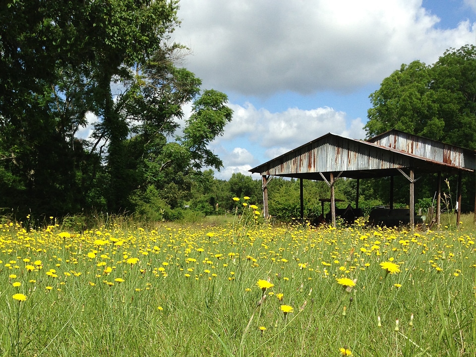 Yellow grass shed