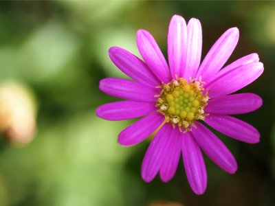 Macro Photography Of A Pink Flower photo