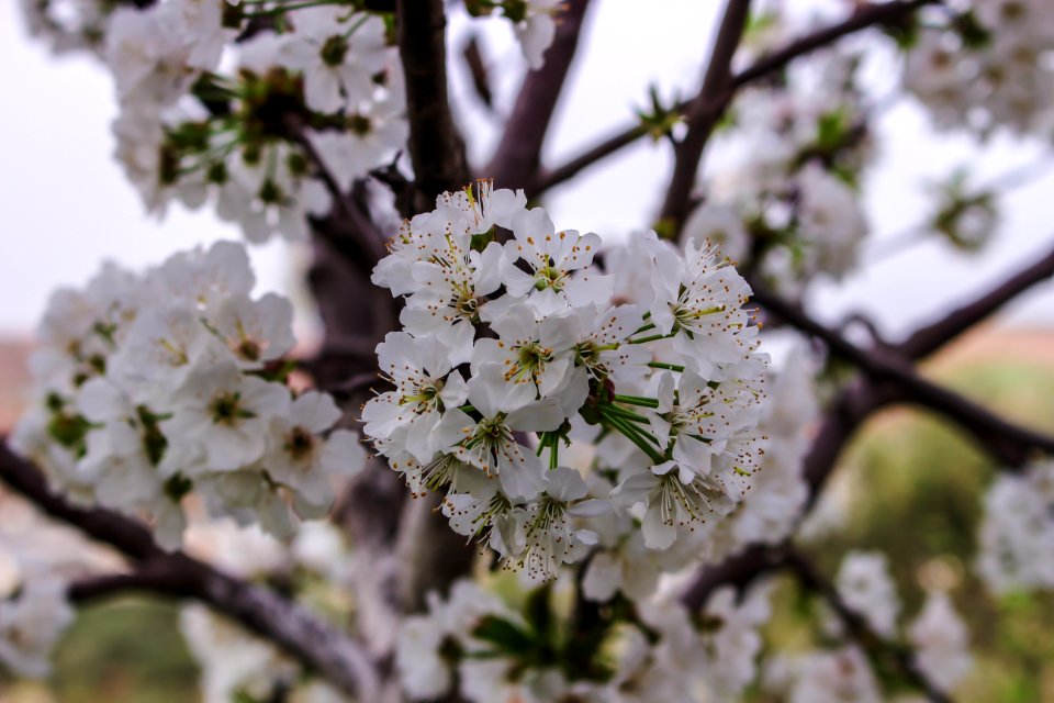 Closeup Photo Of White Petaled Flowers
