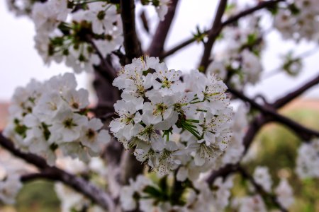 Closeup Photo Of White Petaled Flowers photo