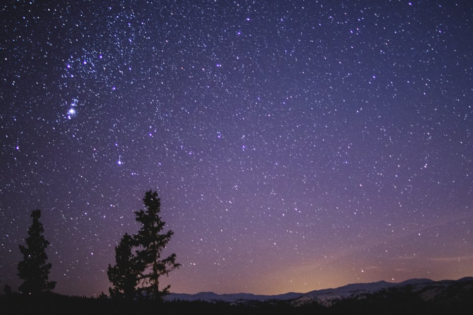 Silhouette Of Spruce Trees Under Starry Night