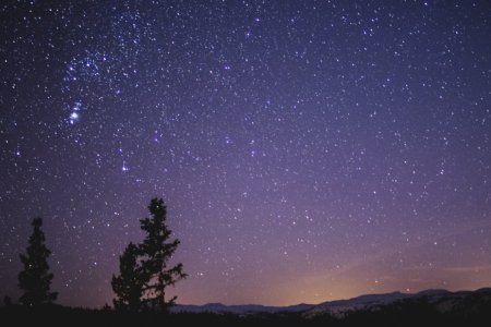 Silhouette Of Spruce Trees Under Starry Night photo