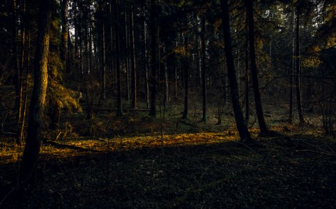 Landscape Photography Of Forest