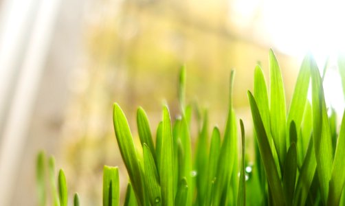 Close-Up Photography Of Leaves