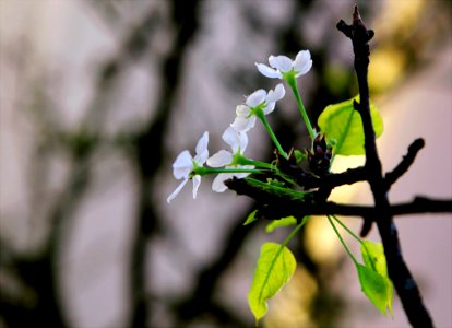 Selective Focus Photography Of White Petaled Flower photo