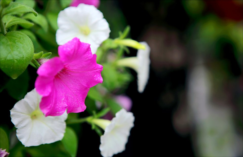 Selective Focus Photo Of Pink And White Petaled Flowers