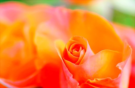 Shallow Focus Photography Of Orange Petal Flower photo