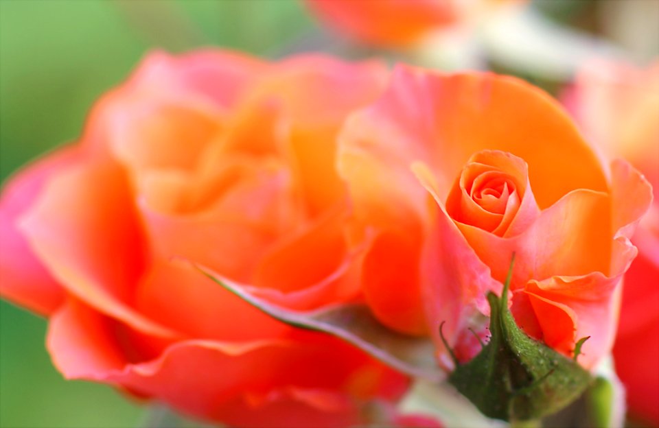 Orange And Pink Flower