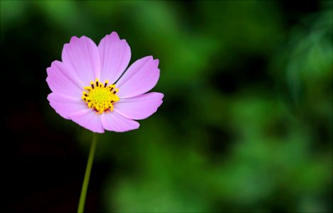 Selective Focus Photography Of Pink Petaled Flower photo