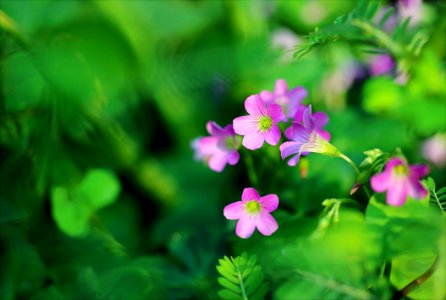 Shallow Focus Photo Of Pink Petaled Flowers photo